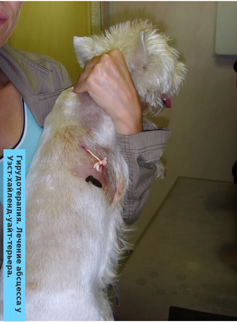 Гирудотерапия. Лечение абсцесса у собаки West-Highland-White-Terrier.