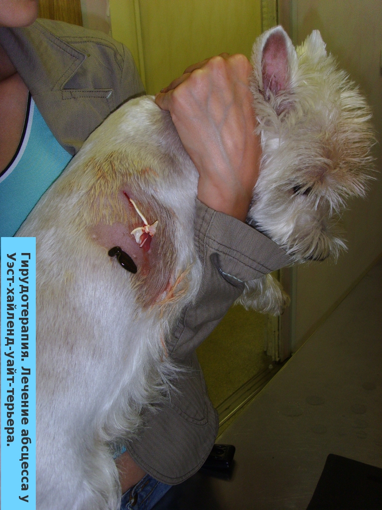 Гирудотерапия. Лечение абсцесса у собаки West-Highland-White-Terrier.
